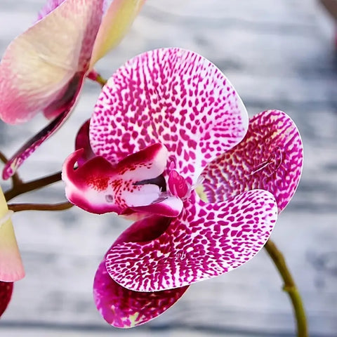 Image of Artificial 6-Head Phalaenopsis Orchid